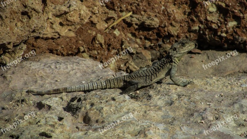 Cyprus Lizard Kurkutas Reptile Camouflage