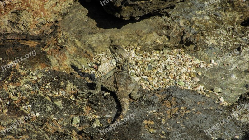 Cyprus Lizard Kurkutas Reptile Camouflage