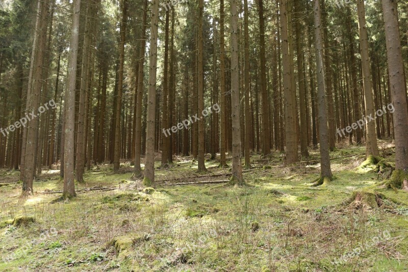 Forest Conifers Strains Tree Trunks Log