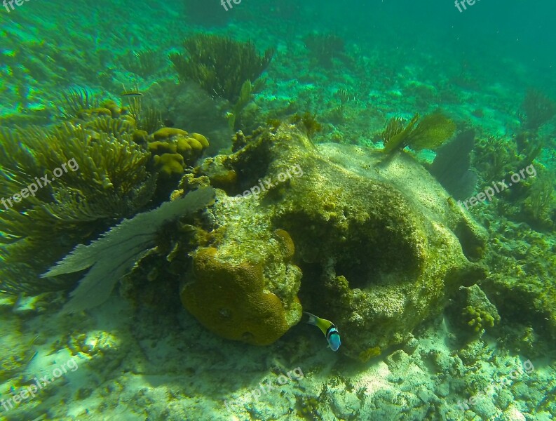 Underwater Coral Fish Ocean Water