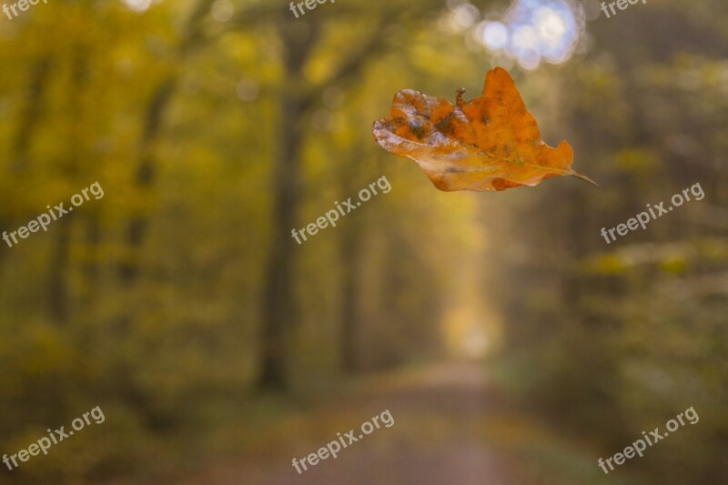 Forest Autumn Leaf Forest Path Autumn Forest