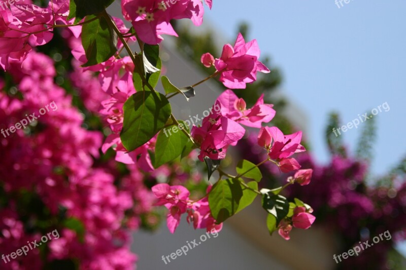 Flowers Bougainvillea Pink Free Photos