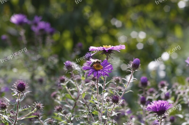 Purple Flower Nature Floral Natural