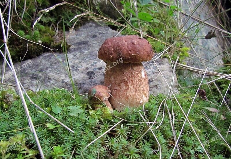 Nature Plants Wild Mushrooms Boletus Free Photos