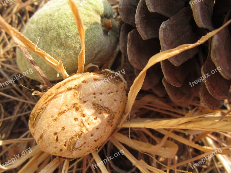 Close Up Almond Shell Protection Sun