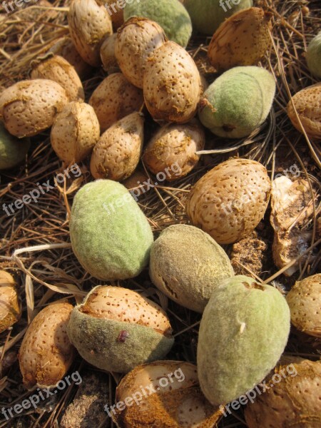 Almonds Fresh Almonds Green Almonds Mediterranean Nature