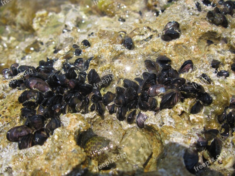 Close Up Mussels Small Young Sea