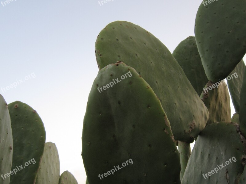 Cactus Prickly Pear Spur Green Cactus Greenhouse