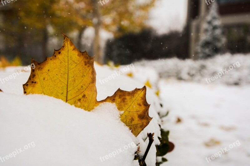 The Leaves Winter Photo Snow Autumn