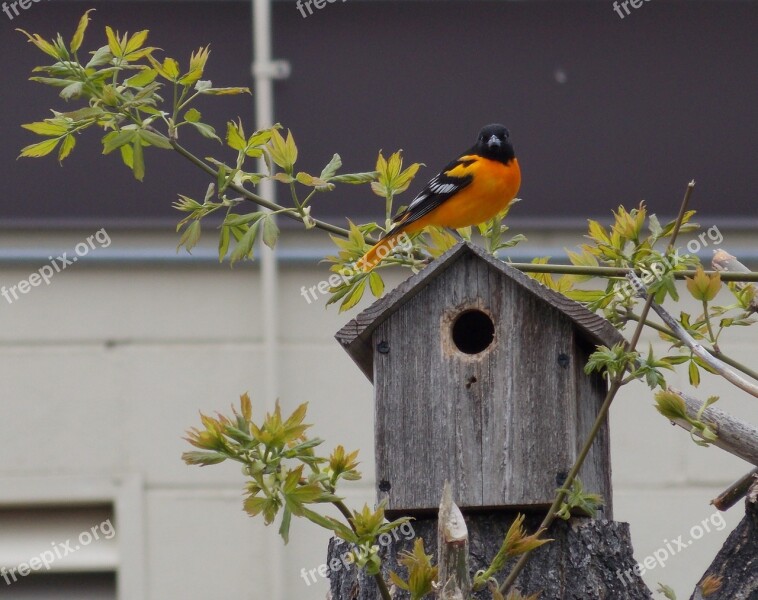 Birds Nature Wild Colorful Wildlife