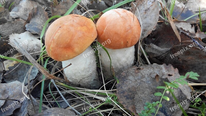 Mushroom Forest Grass Summer Stump