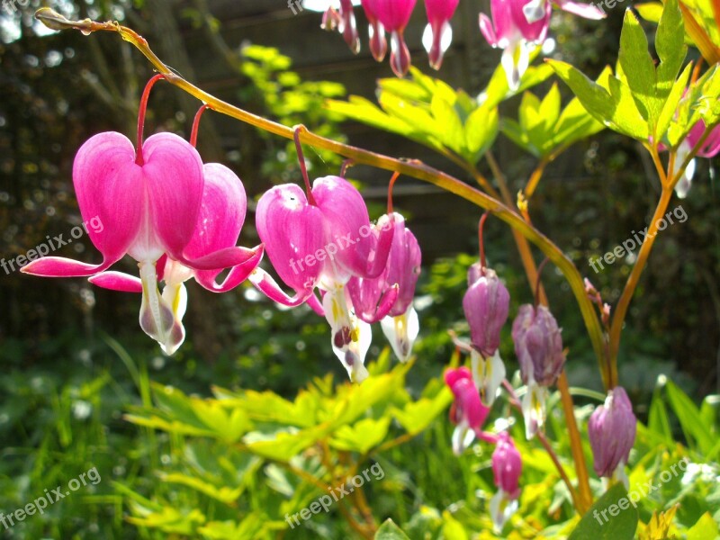 Spring Bleeding Heart Blossom Bloom Nature