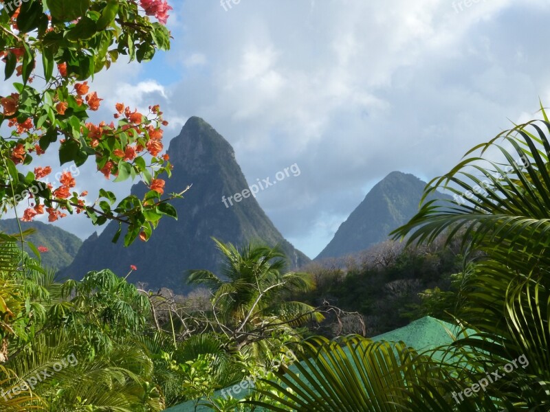 Large And Small Piton Canary Island Frond Free Photos