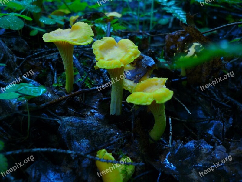 Chanterelles Mushrooms Summer Forest Collect