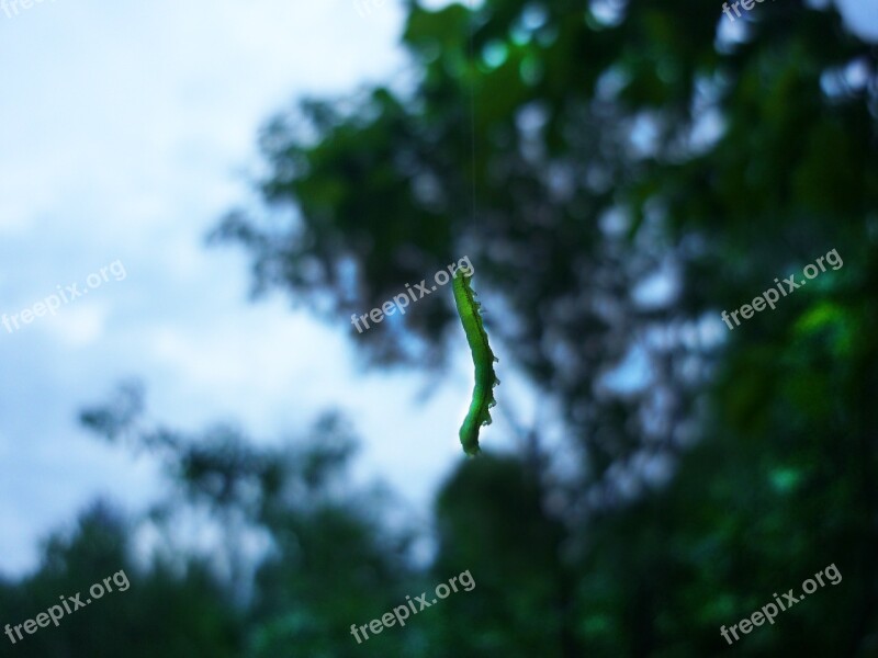 Caterpillar Summer Nature Insects A Larva Of Butterfly