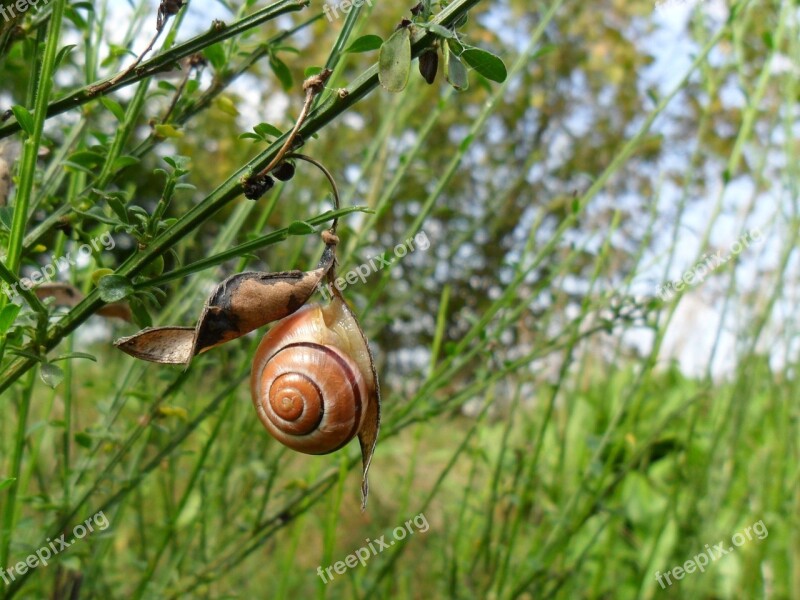 Snail House Depend On Shell Tree