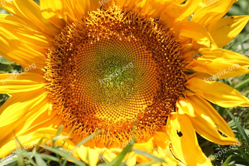 Sunflower Sun Summer Cheerful Petals