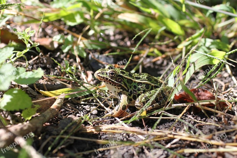 Frog Nature Green Summer Habitat