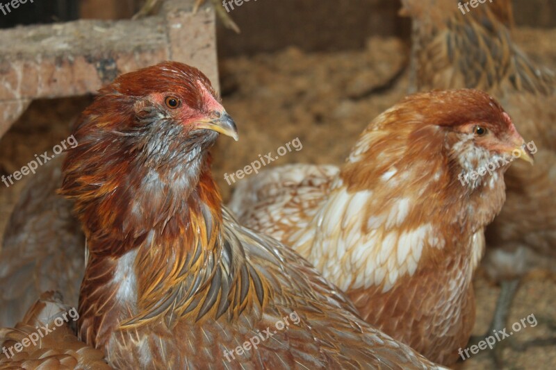 Chicken Ameraucuna Farm Animal Bird