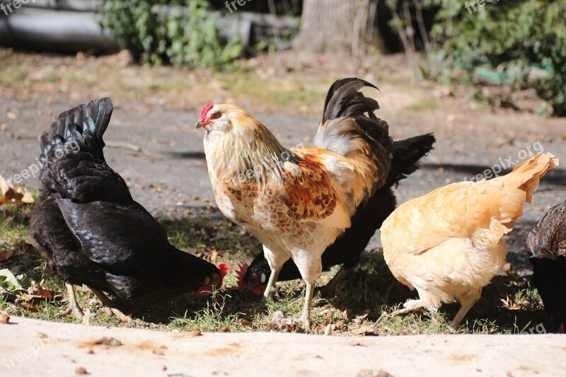 Rooster Cockerel Chicken Summer Pullet