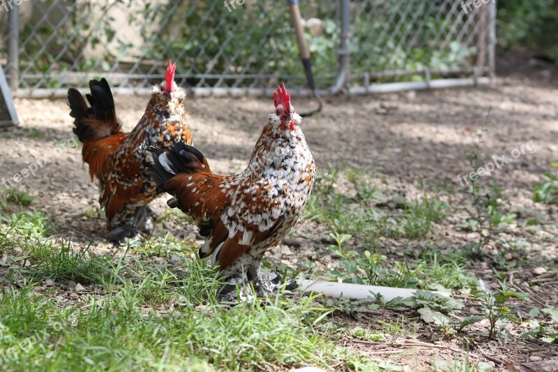 Chicken Cockerel Americauna Farm Animal