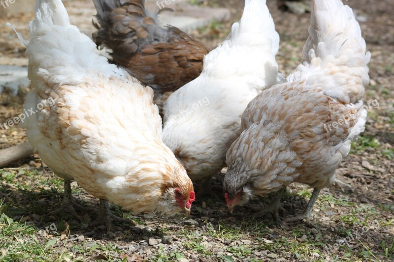 Chicken Americauna Farm Animal Bird