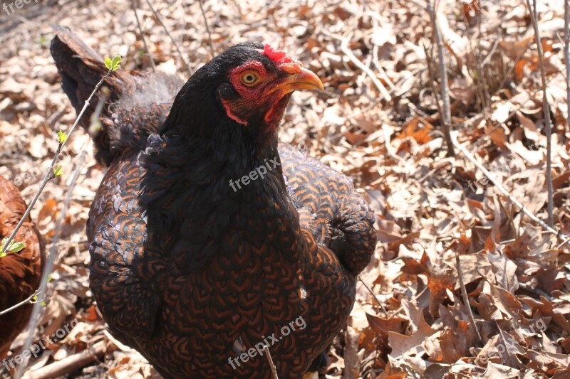 Chicken Cornish Farm Animal Bird