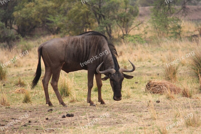 Dawn Sunrise Exciting Adventure Safaris