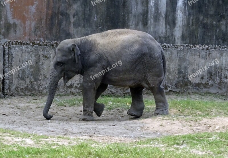 Elephant Asian Indian Mammal Animal