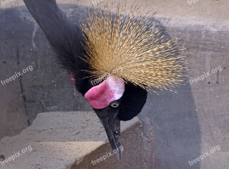 Crane Bird Black Crowned Crane Balearica Pavonina Wildlife