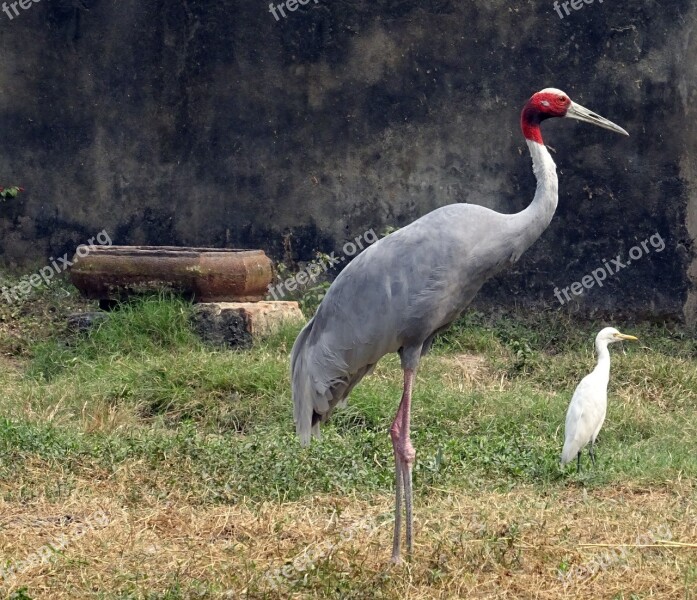 Crane Sarus Bird Wildlife Endangered