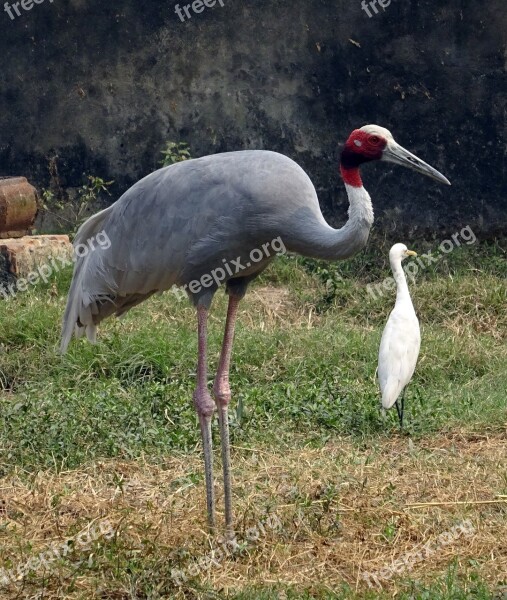 Crane Sarus Bird Wildlife Endangered