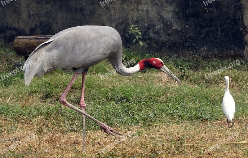 Crane Sarus Bird Wildlife Endangered