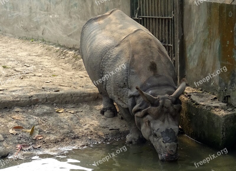 Rhinoceros One-horned Animal Wild Wildlife