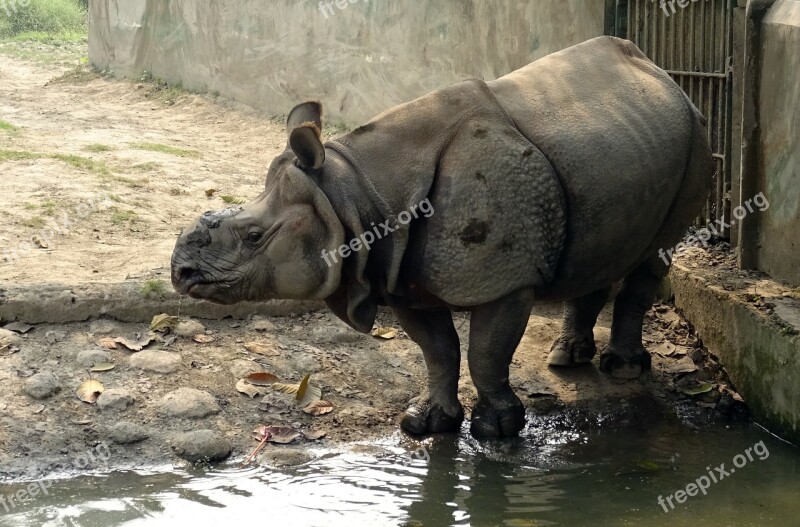 Rhinoceros One-horned Animal Wild Wildlife