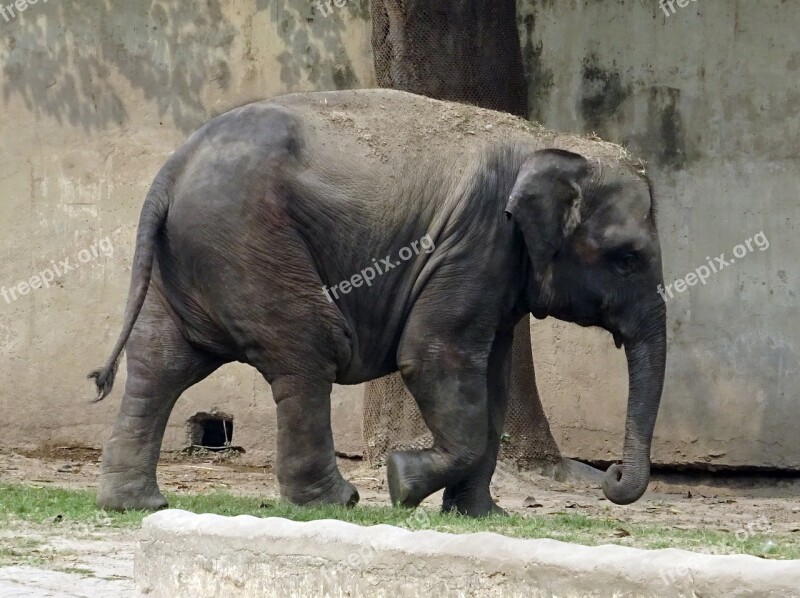 Elephant Asian Indian Mammal Animal