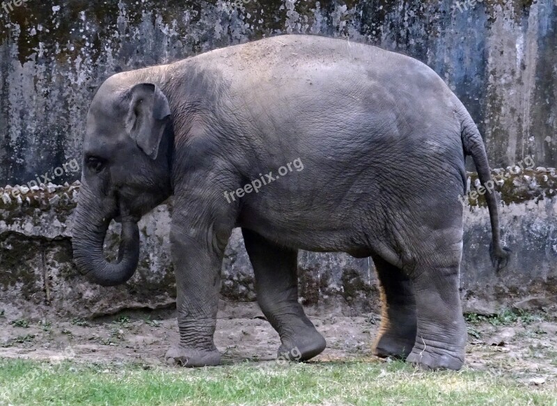 Elephant Asian Indian Mammal Animal