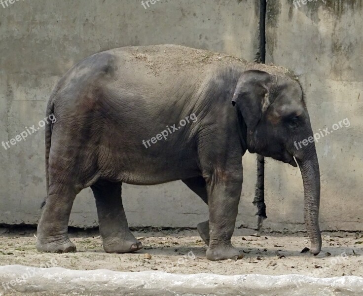 Elephant Asian Indian Mammal Animal