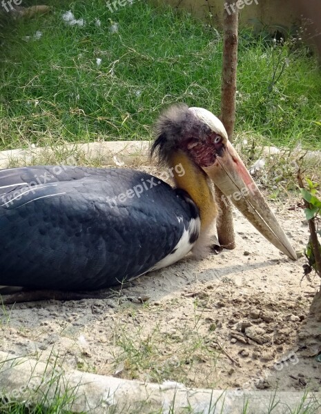 Stork Adjutant Bird Zoo Kolkata