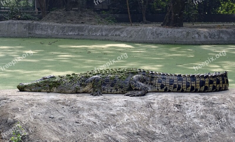 Crocodile Salt Water Estuarine Water Reptile