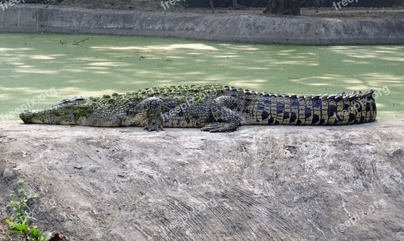 Crocodile Saltwater Estuarine Reptile Predator