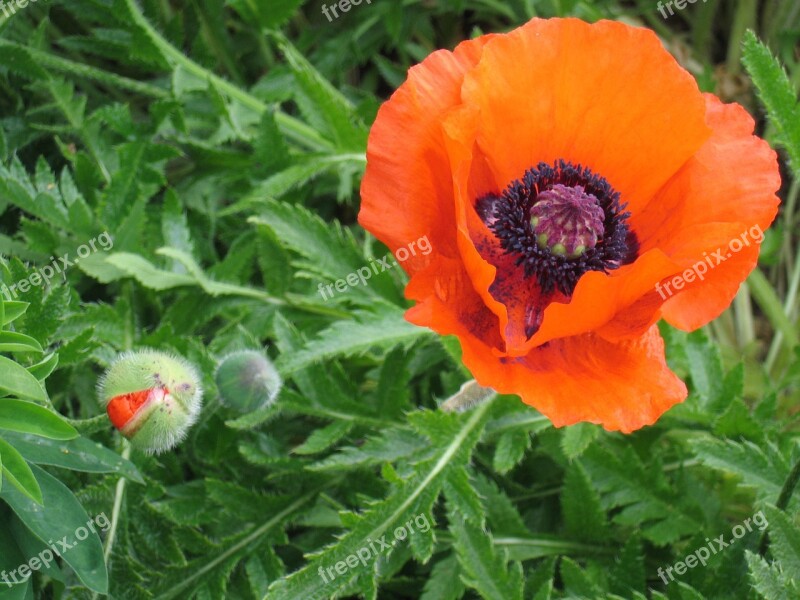 Red Poppy Poppy Flower Bloom Bud