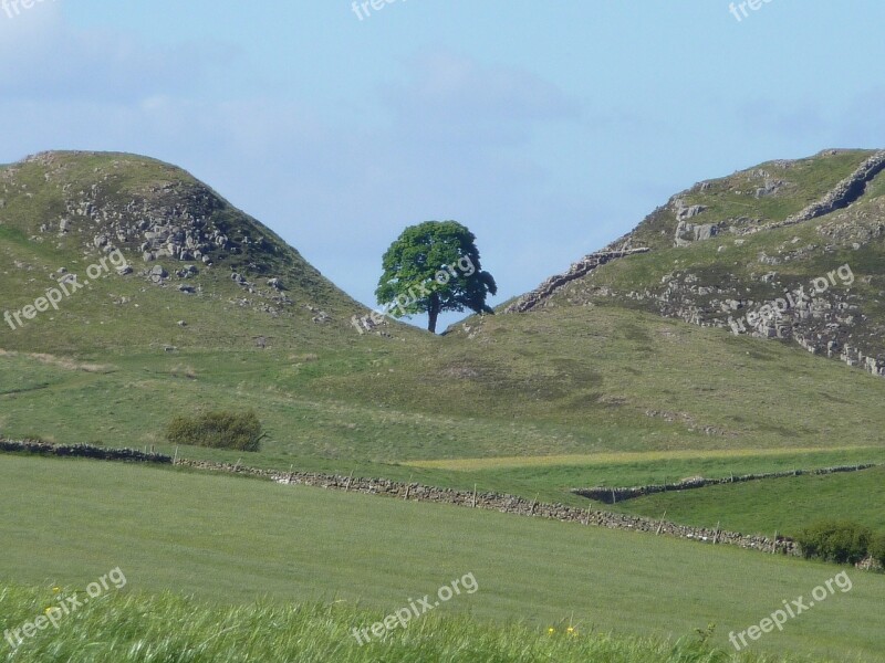 Sycamore Gap Northumberland Hadrian's Wall North East Tourism Free Photos