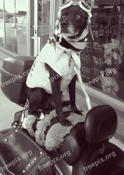 Black White Dog Motorcycle Animal