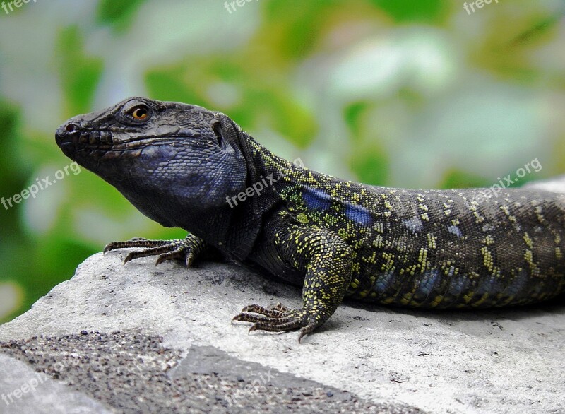 Lizard Males Canary Islands Endemic Close Up