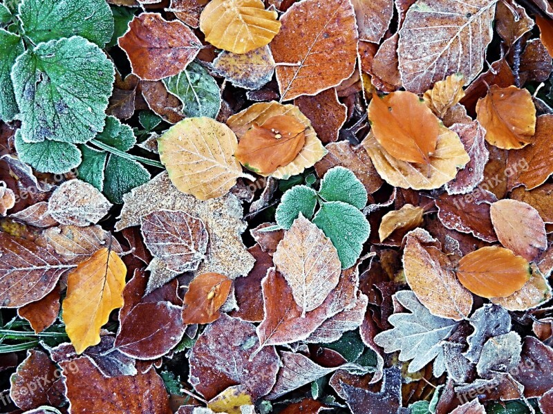 Icy Autumn Leaves Leaves Frozen Nature Iced