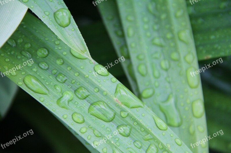 Leaf Rain Water Droplet Plant