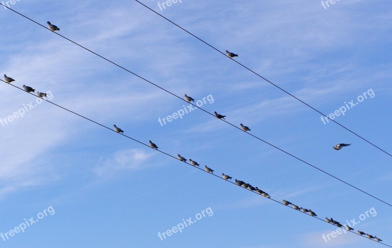 Birds Electric Cables Pigeons Cables Electric