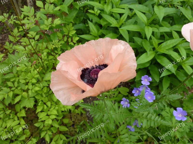 Poppy Blossom Bloom Pink Single Flower