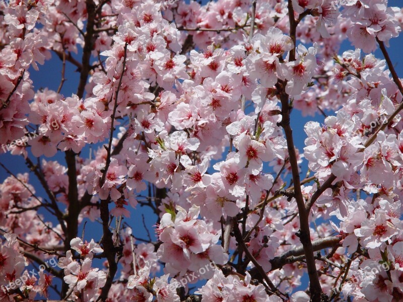 Blossom Bloom Almond Blossom Spring Blossom